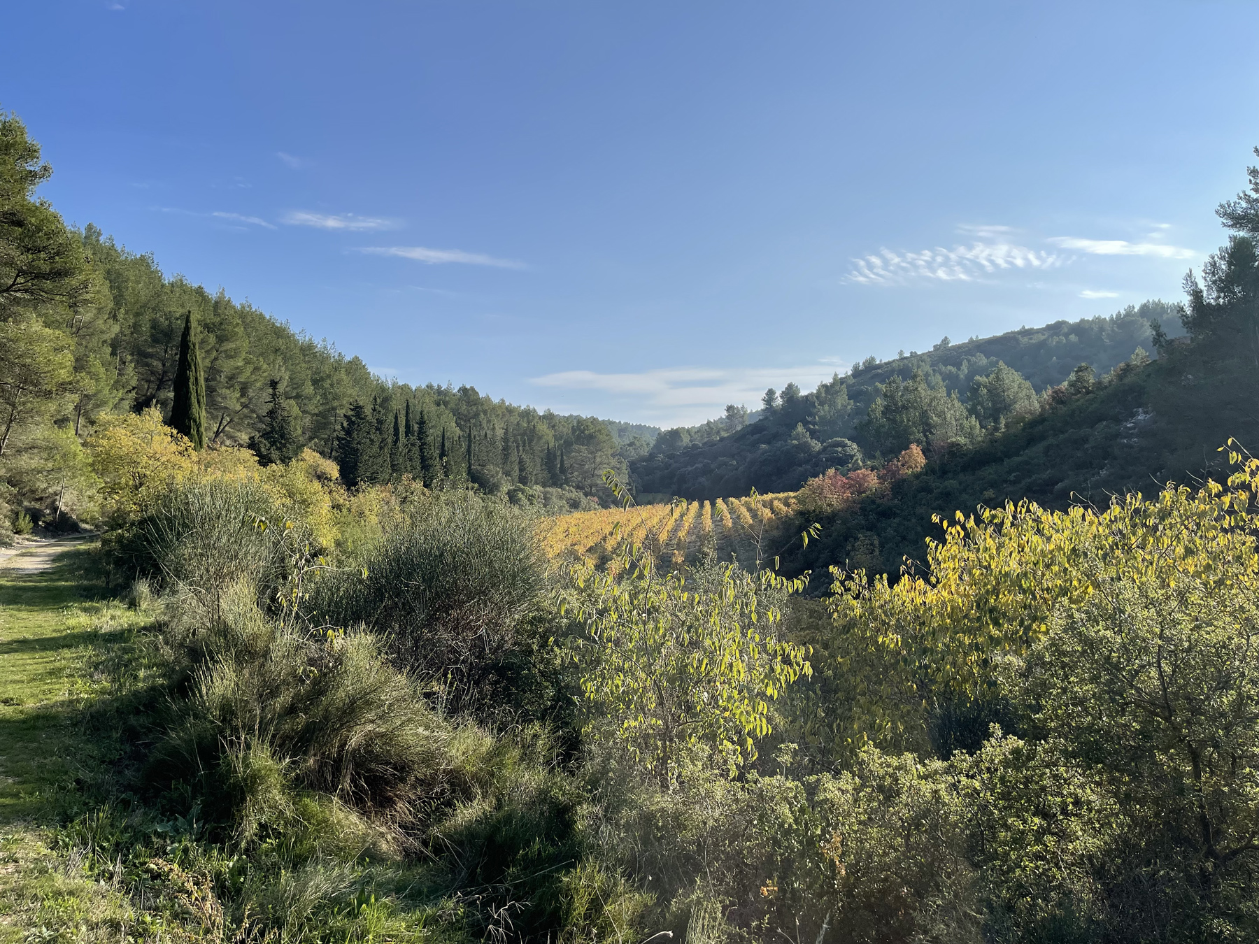 Les vignes du domaine de Dalméran dans les Alpilles