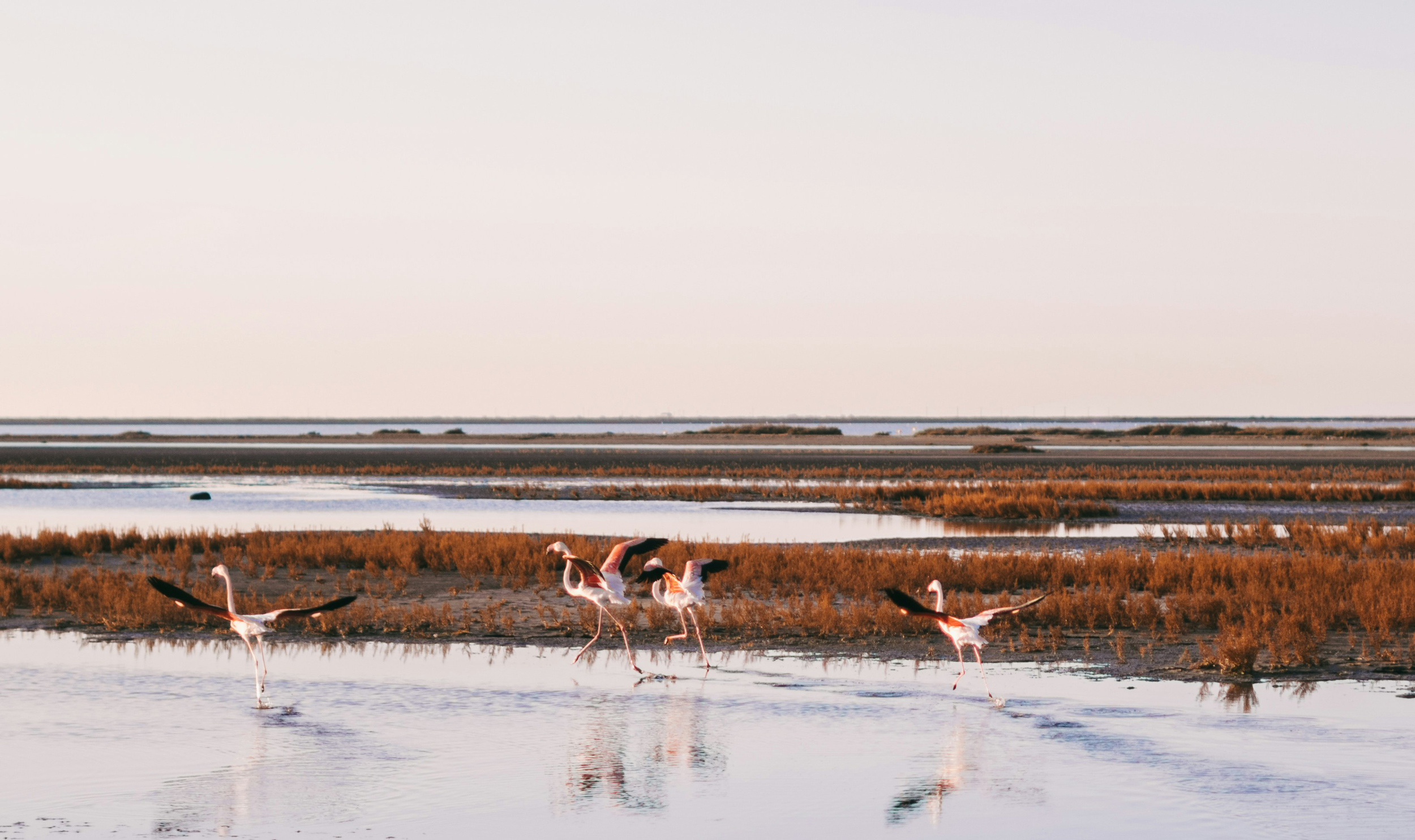 Observer les animaux de la camarguais durant des vacances dans le sud de la France